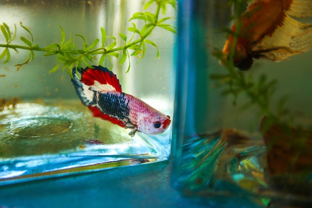 Gdzie można kupić rybki akwariowe i na co zwrócić uwagę?