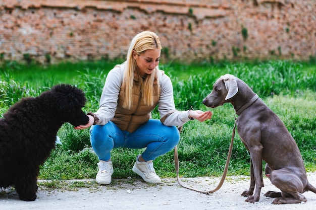 Kiedy zacząć trenować psa żeby osiągnąć dobre efekty?
